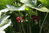 podophyllum pleinantha -12